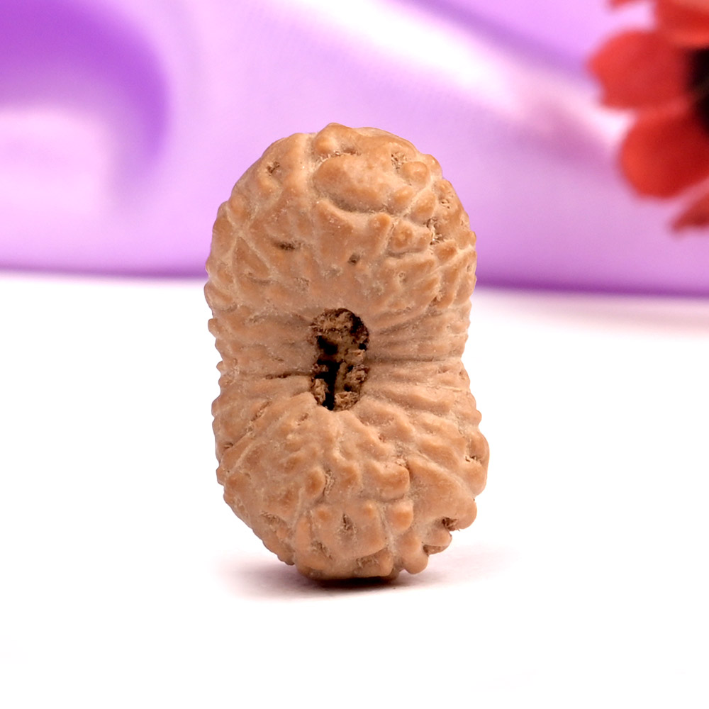 17 Mukhi Java -Large