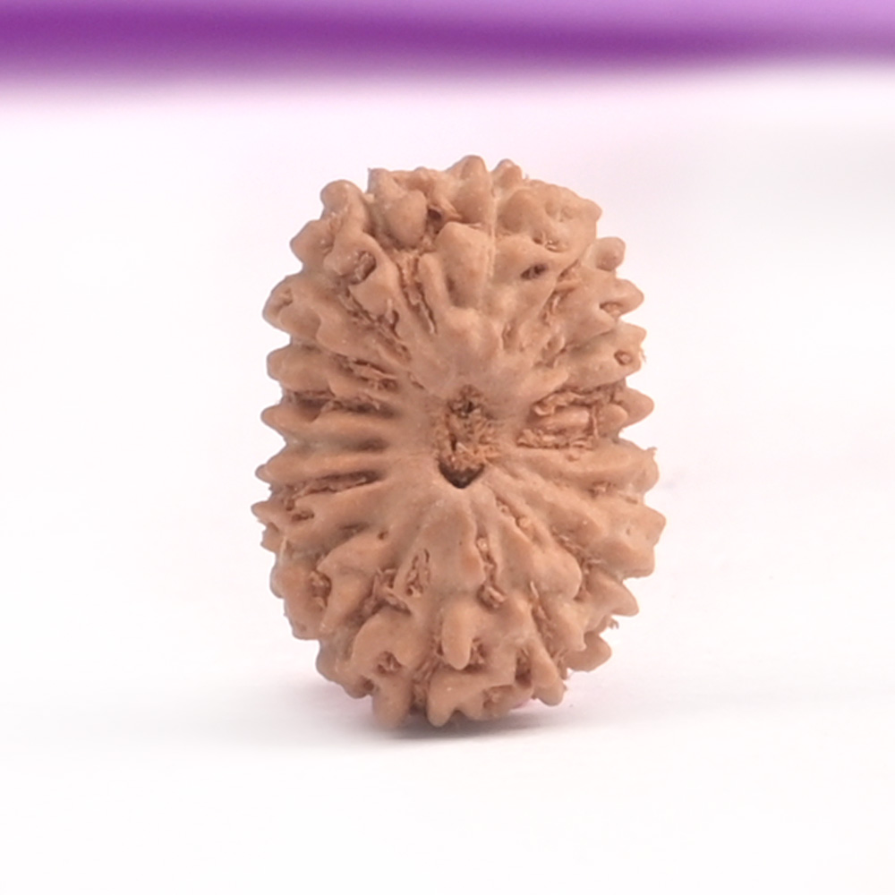 17 Mukhi Java -Small