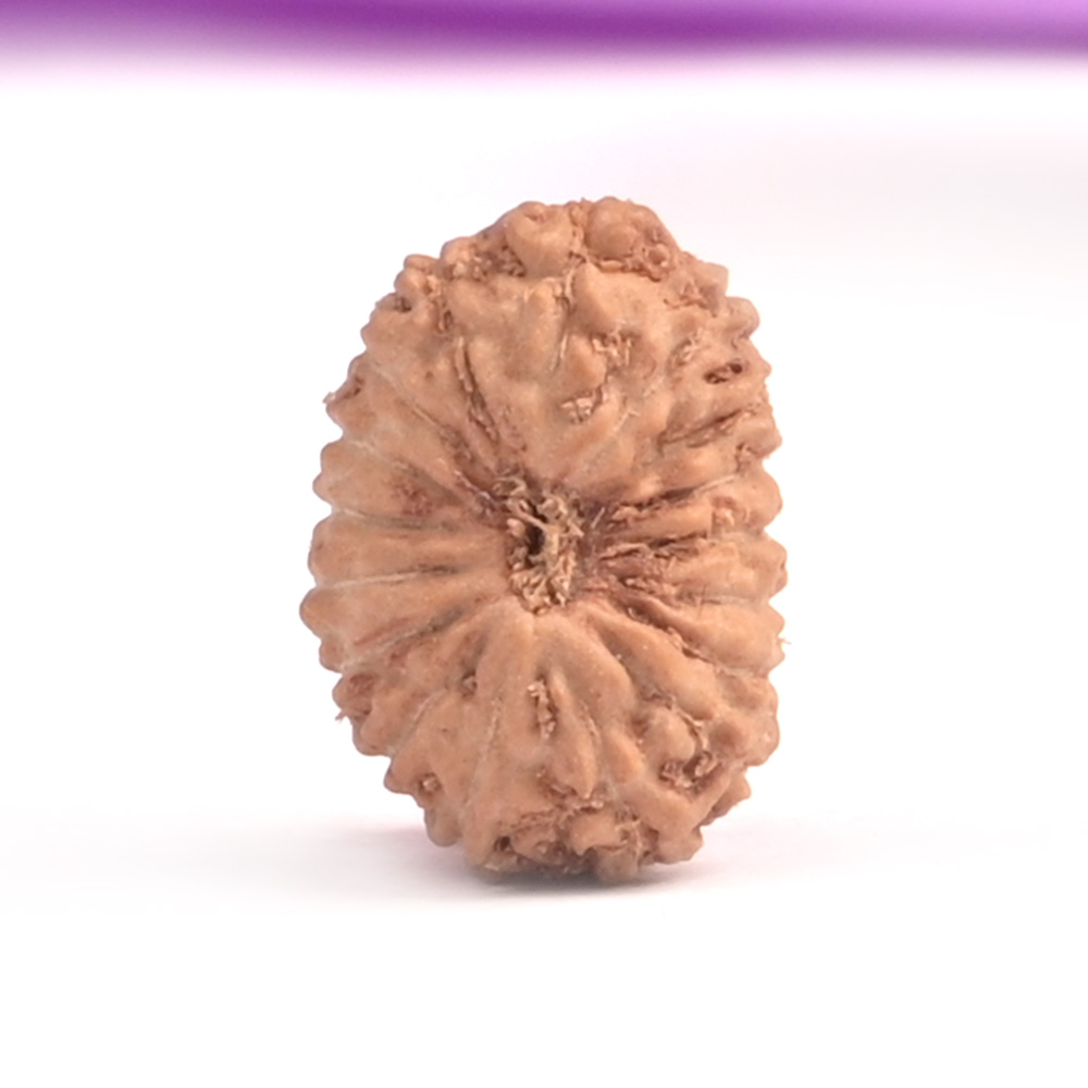 17 Mukhi Java -Small
