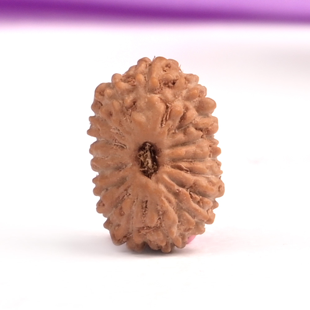 17 Mukhi from Java Indonesia Small