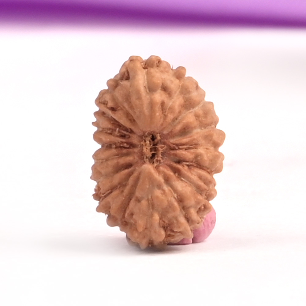 17 Mukhi from Java Indonesia Small
