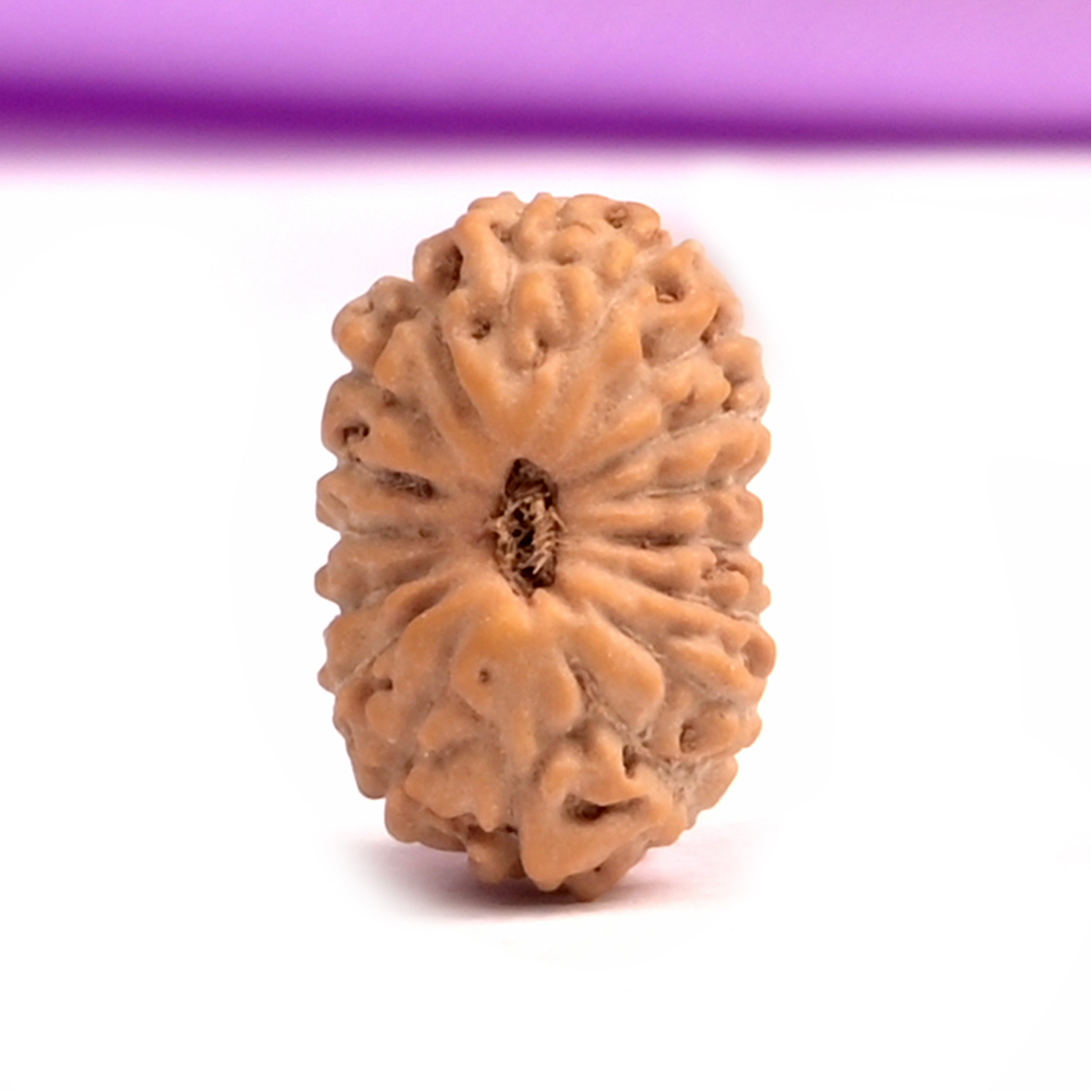 17 Mukhi Java -Small