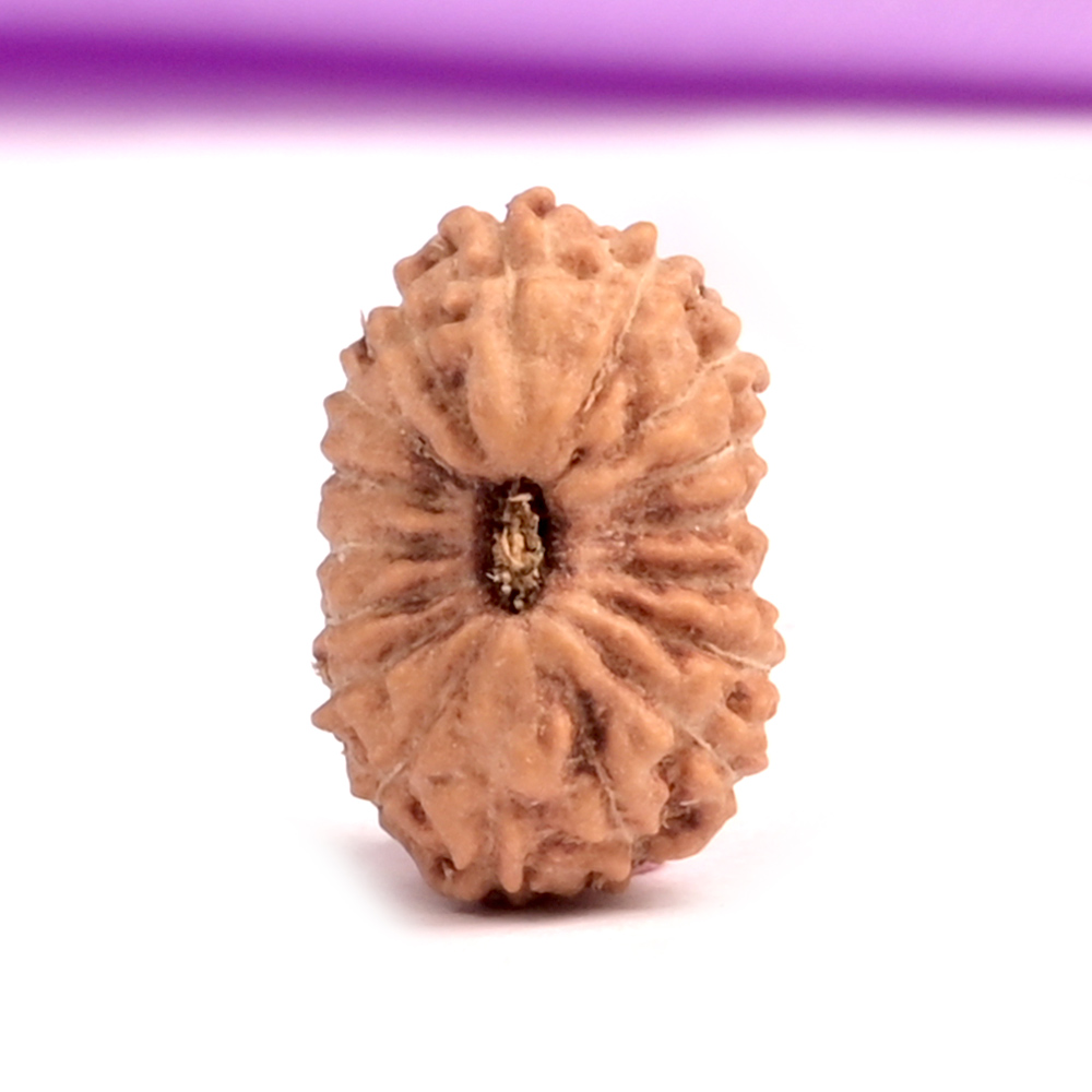 17 Mukhi Java -Small