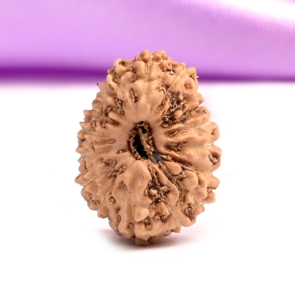 17 Mukhi Java -Regular