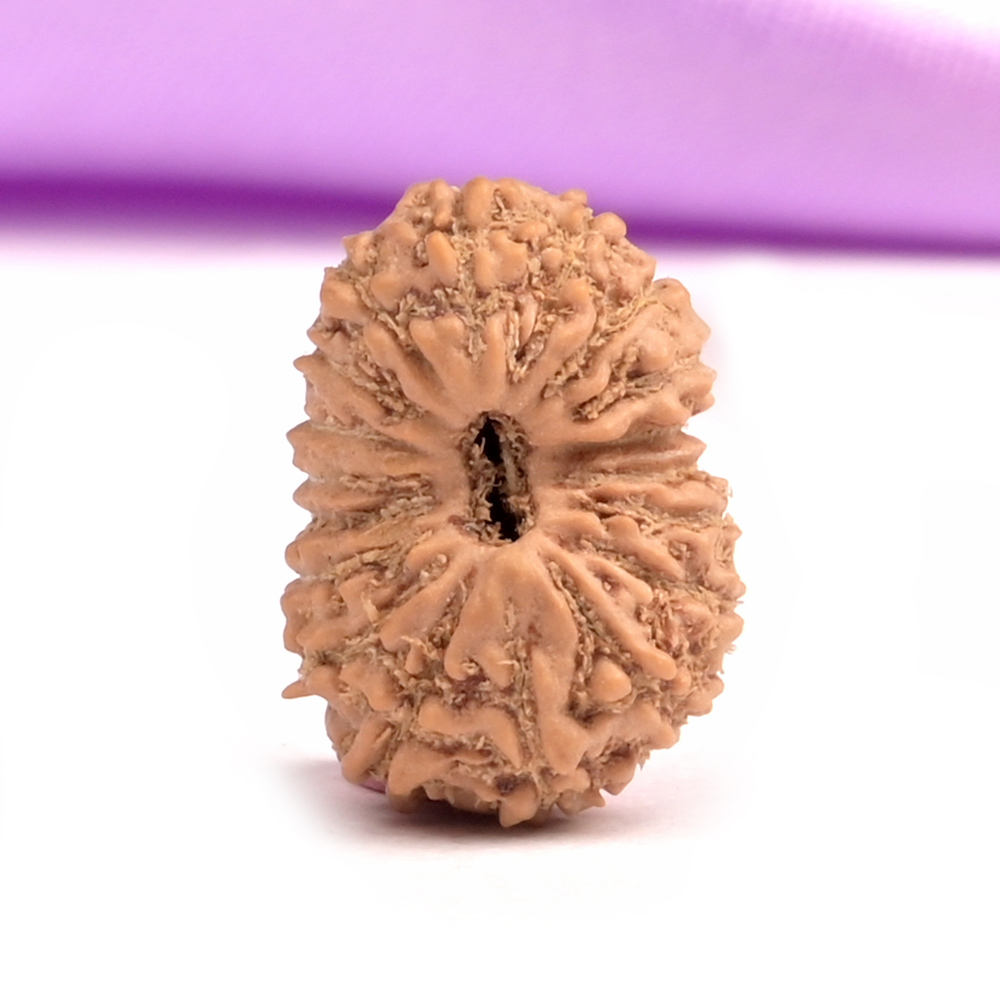 17 Mukhi Java -Regular