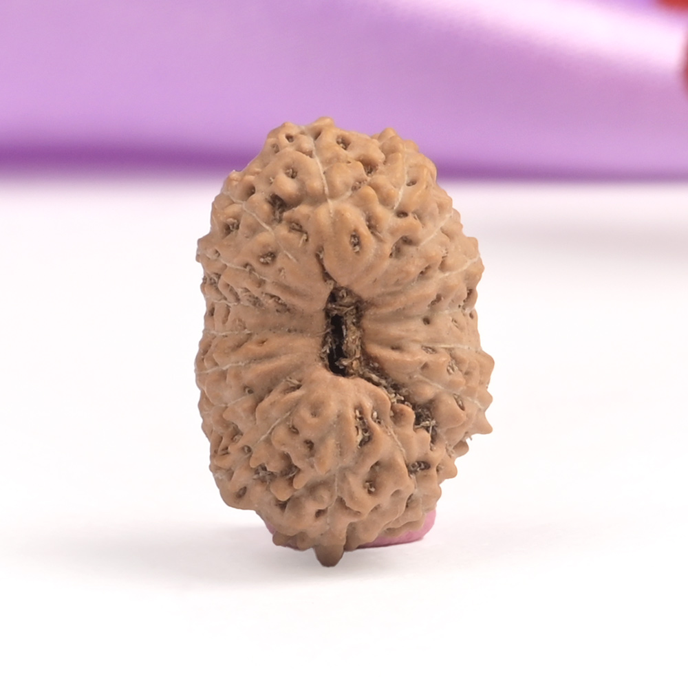 17 Mukhi Java -Regular