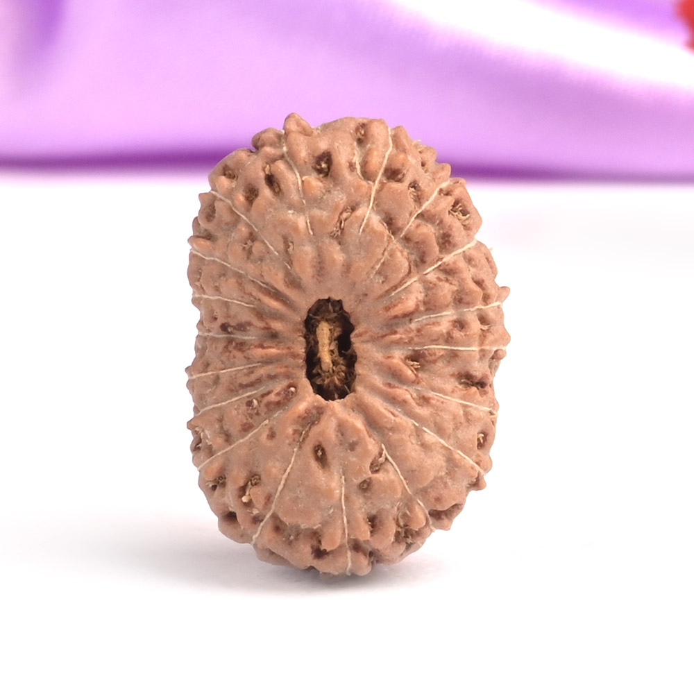 18 Mukhi Java -Collector