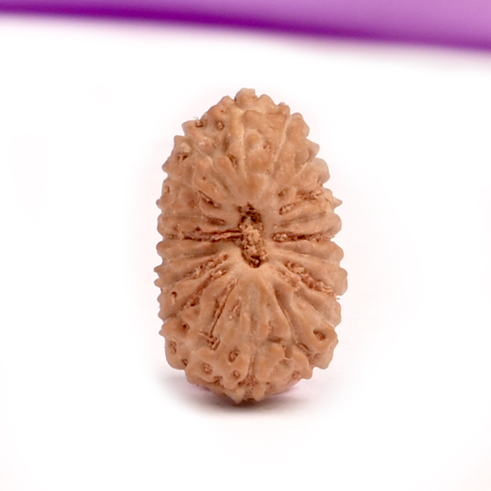 19 Mukhi Java - Small