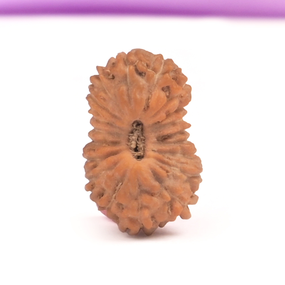 19 Mukhi Java - Small