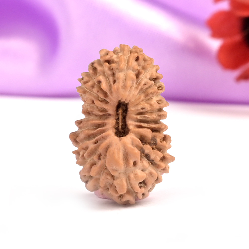 19 Mukhi Java - Small