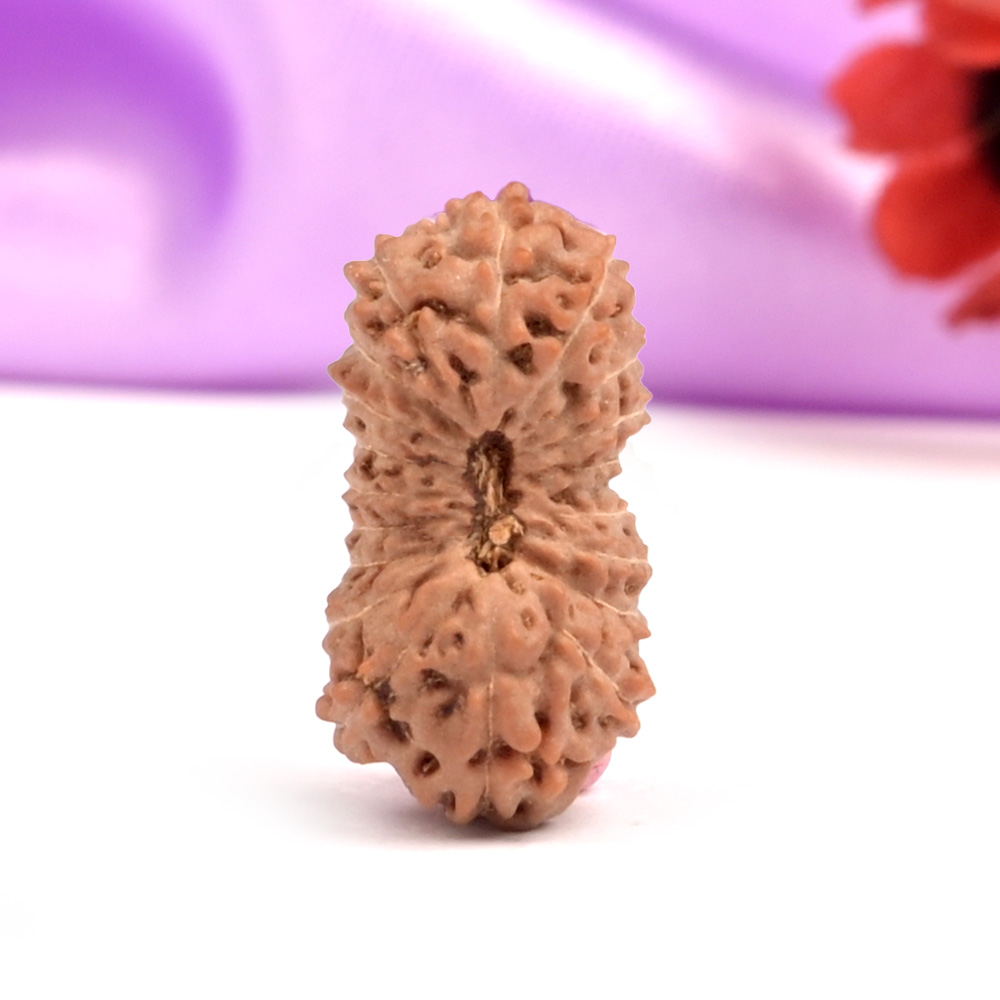 19 Mukhi Java -Regular