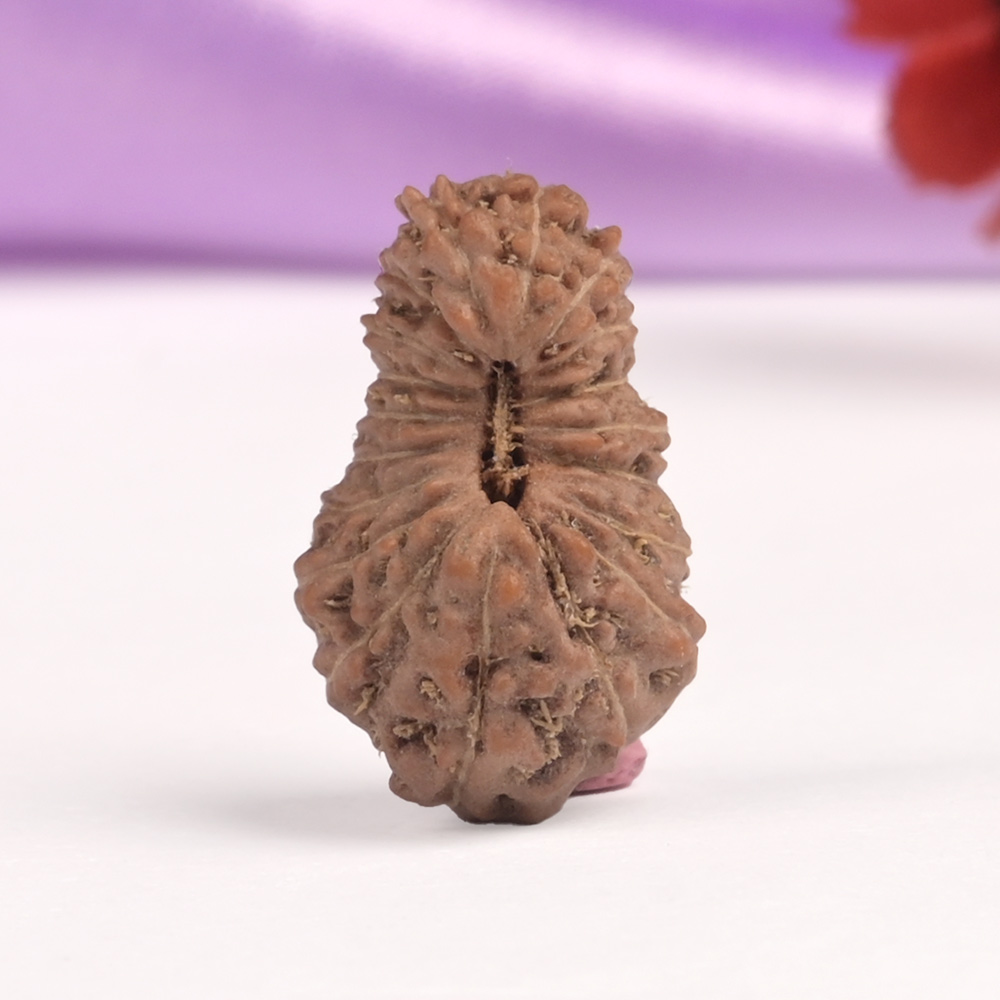 19 Mukhi Java -Regular