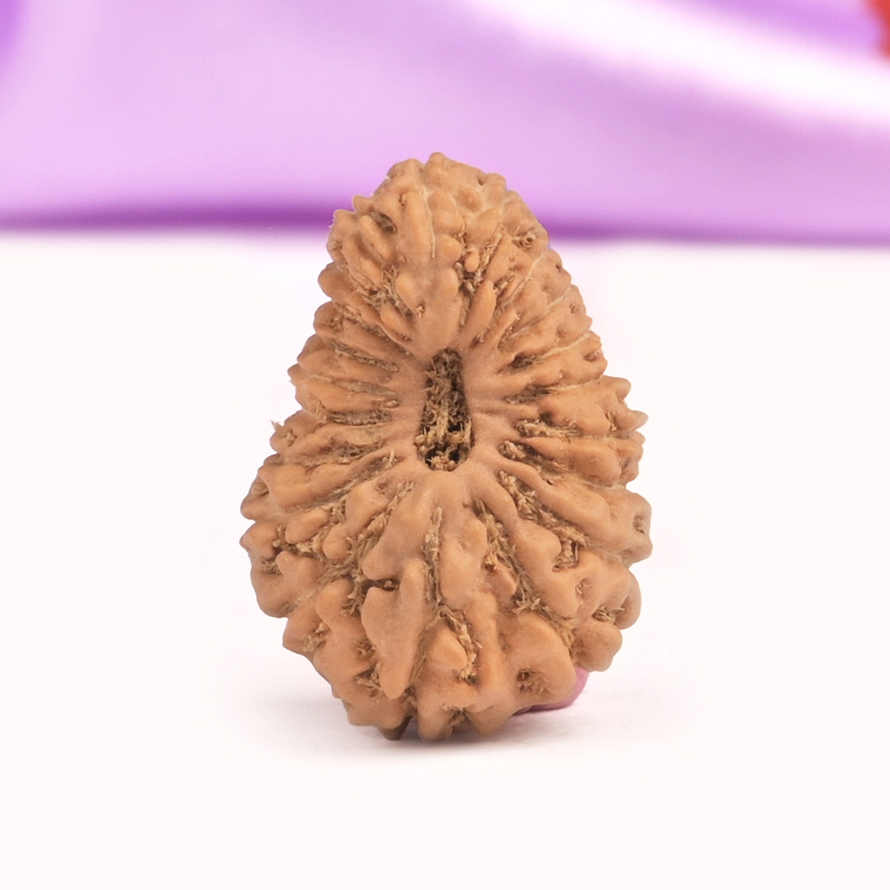 20 Mukhi Java -Large