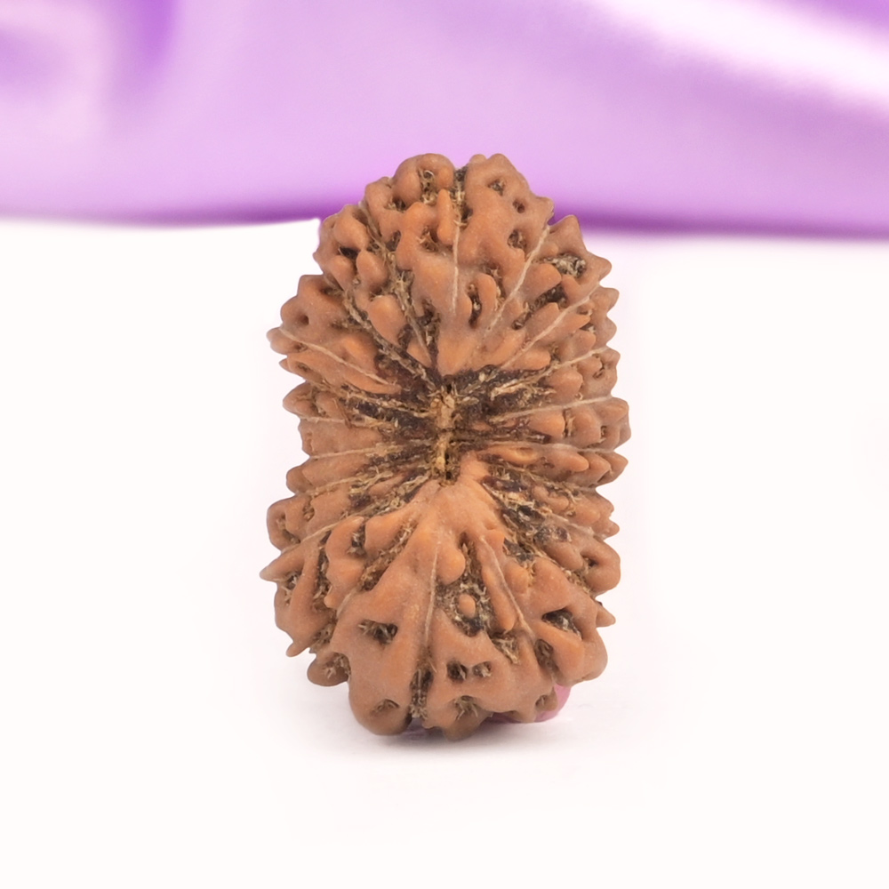 20 Mukhi Java -Collector