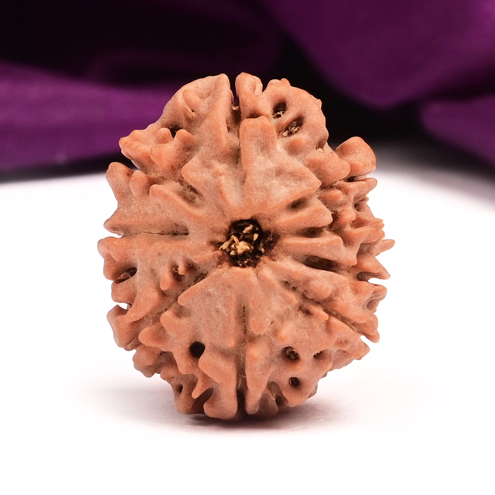 9 Mukhi from Nepal Small