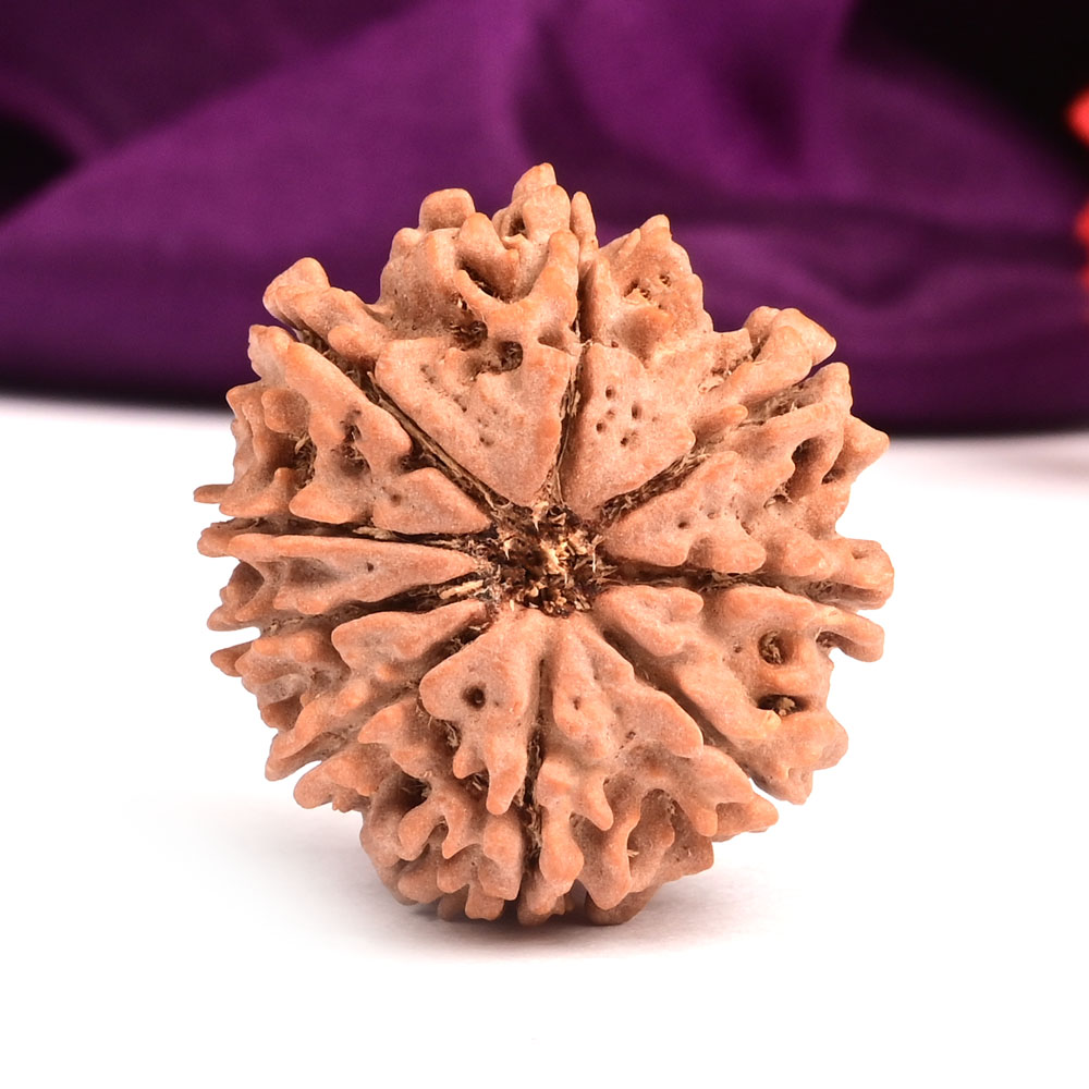 9 Mukhi from Nepal Large - CIII