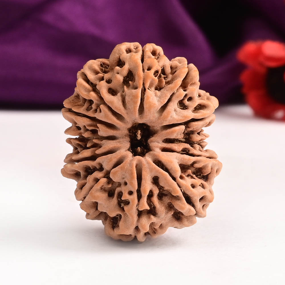 12 Mukhi from Nepal - CXXIV