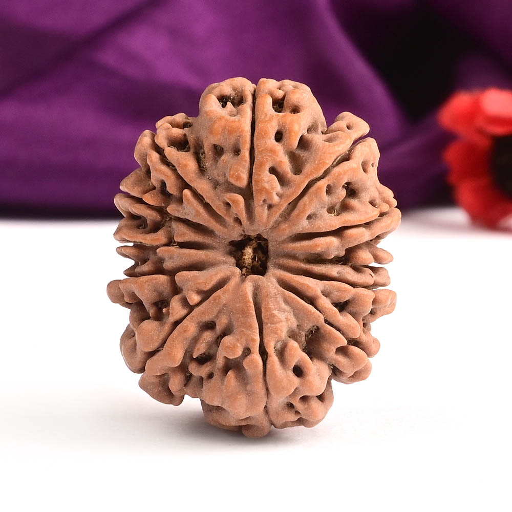 12 Mukhi from Nepal Large - LXXXVII