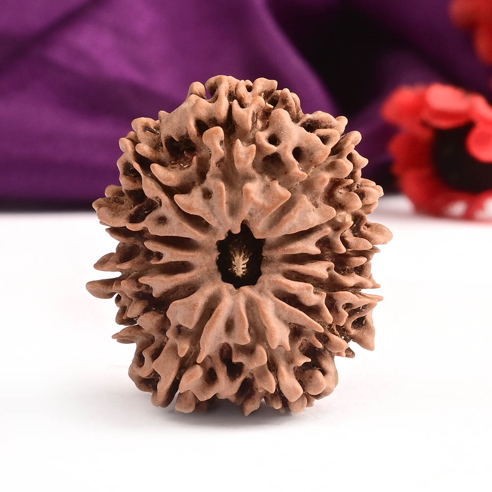 12 Mukhi from Nepal Large - LXXXVIII