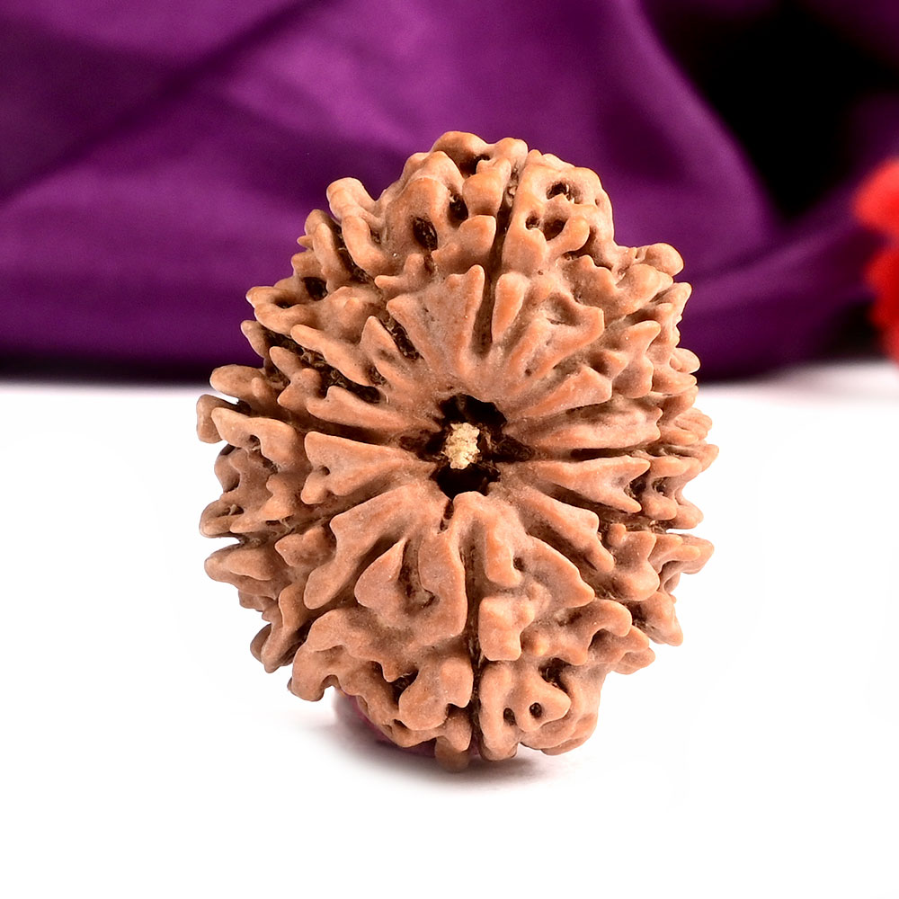 12 Mukhi from Nepal Large - LXXXVIII