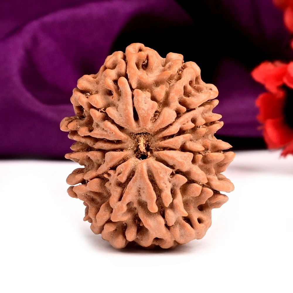 Collector 12 Mukhi from Nepal - CXXXVII