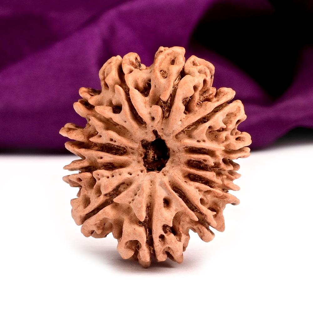 Collector 12 Mukhi from Nepal - CXXXVIII
