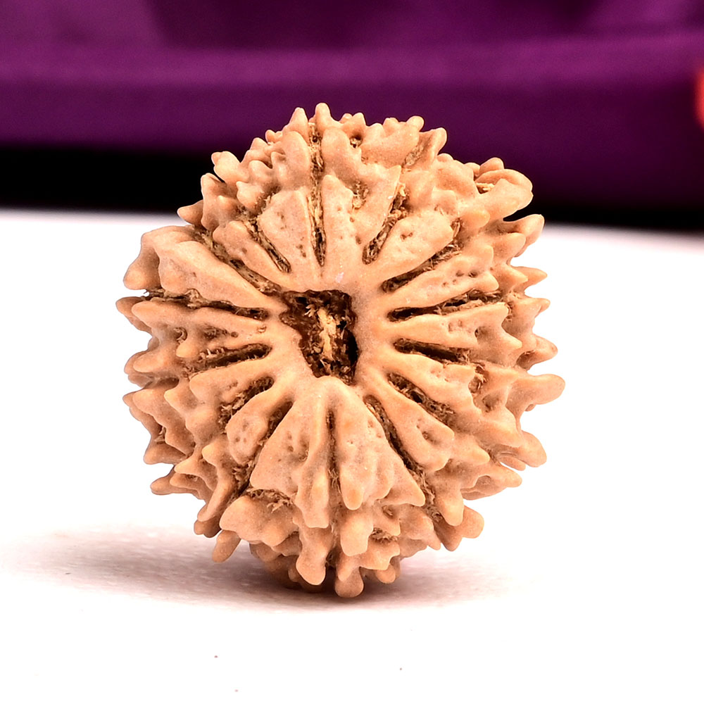 14 Mukhi from Nepal Small - CLXXXVIII
