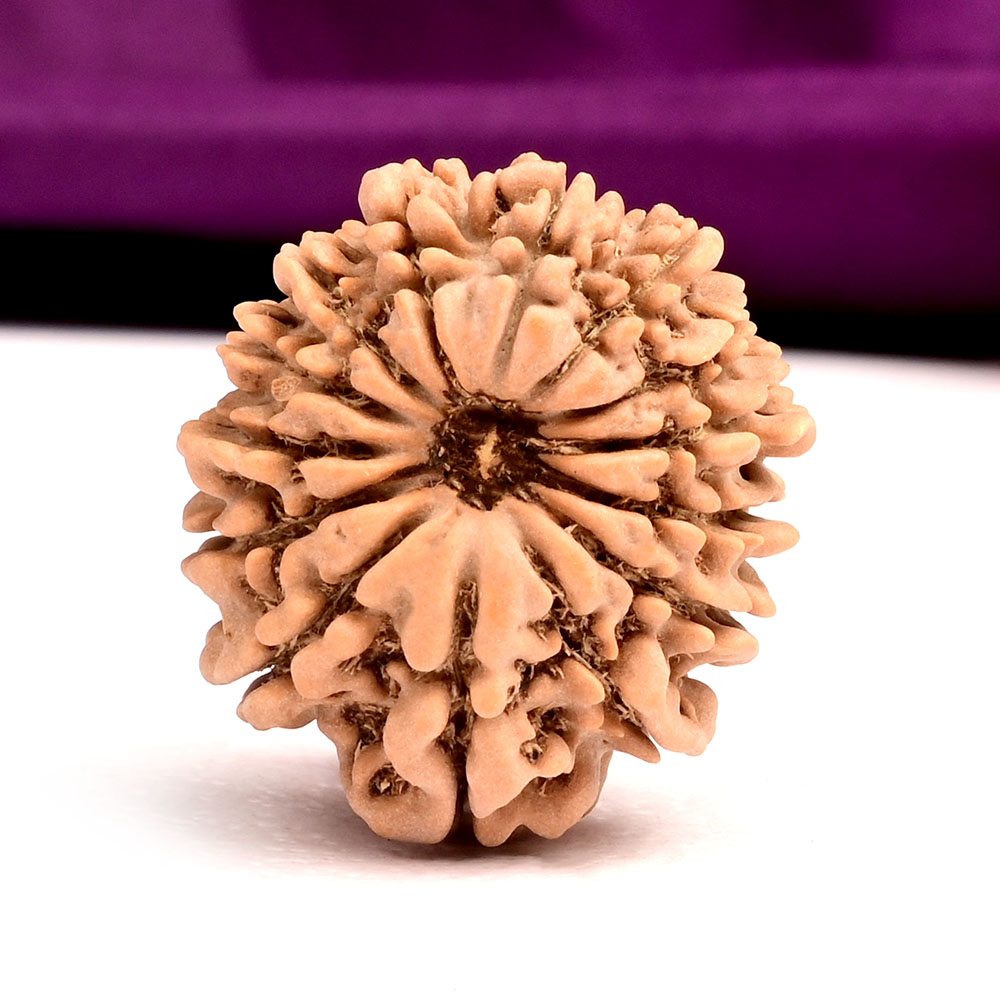 14 Mukhi from Nepal Small - CLXXXIX