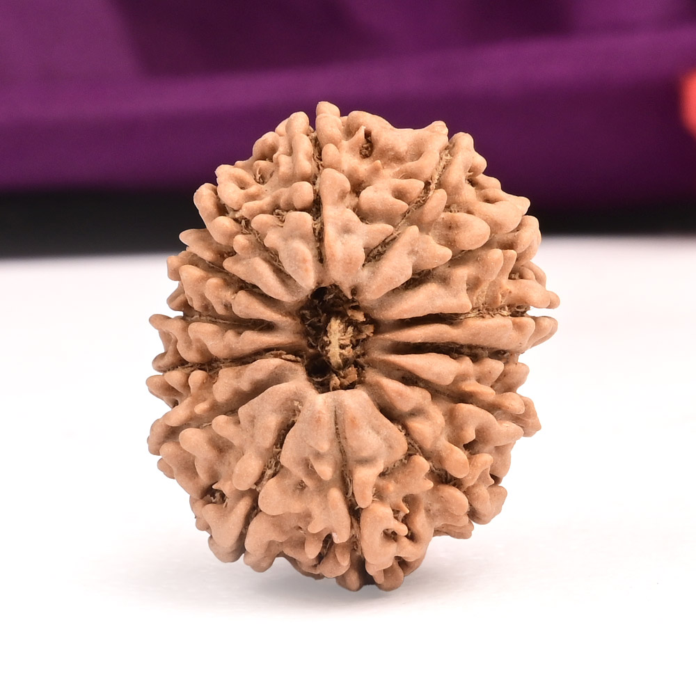 14 Mukhi Nepal-Small