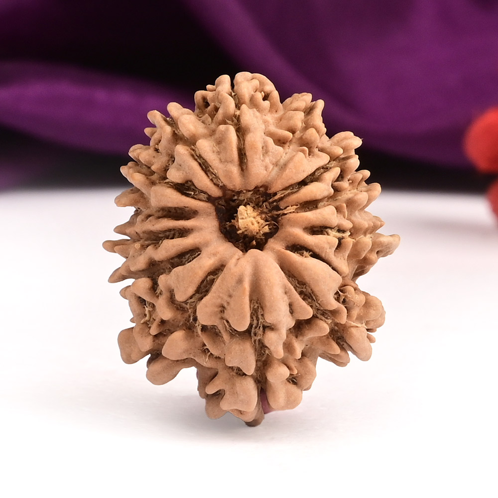 14 Mukhi Nepal-Small