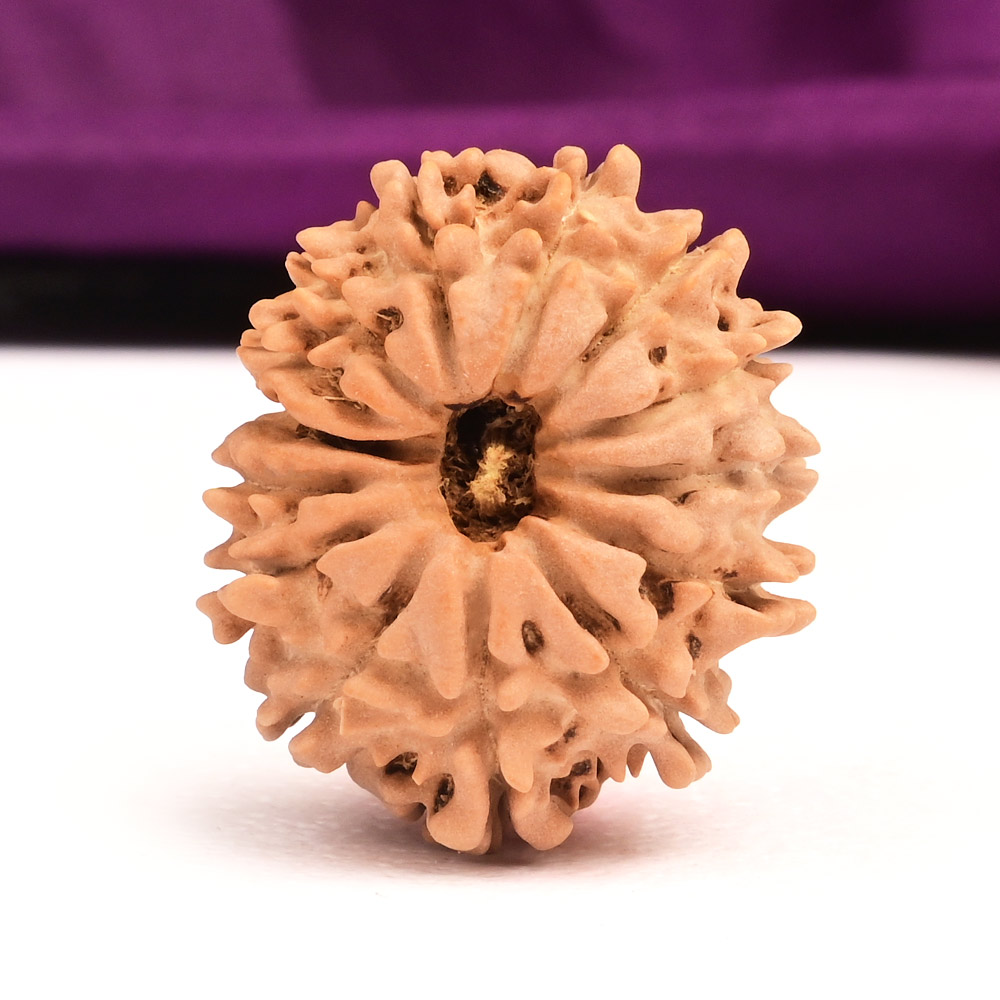 14 Mukhi Nepal-Small