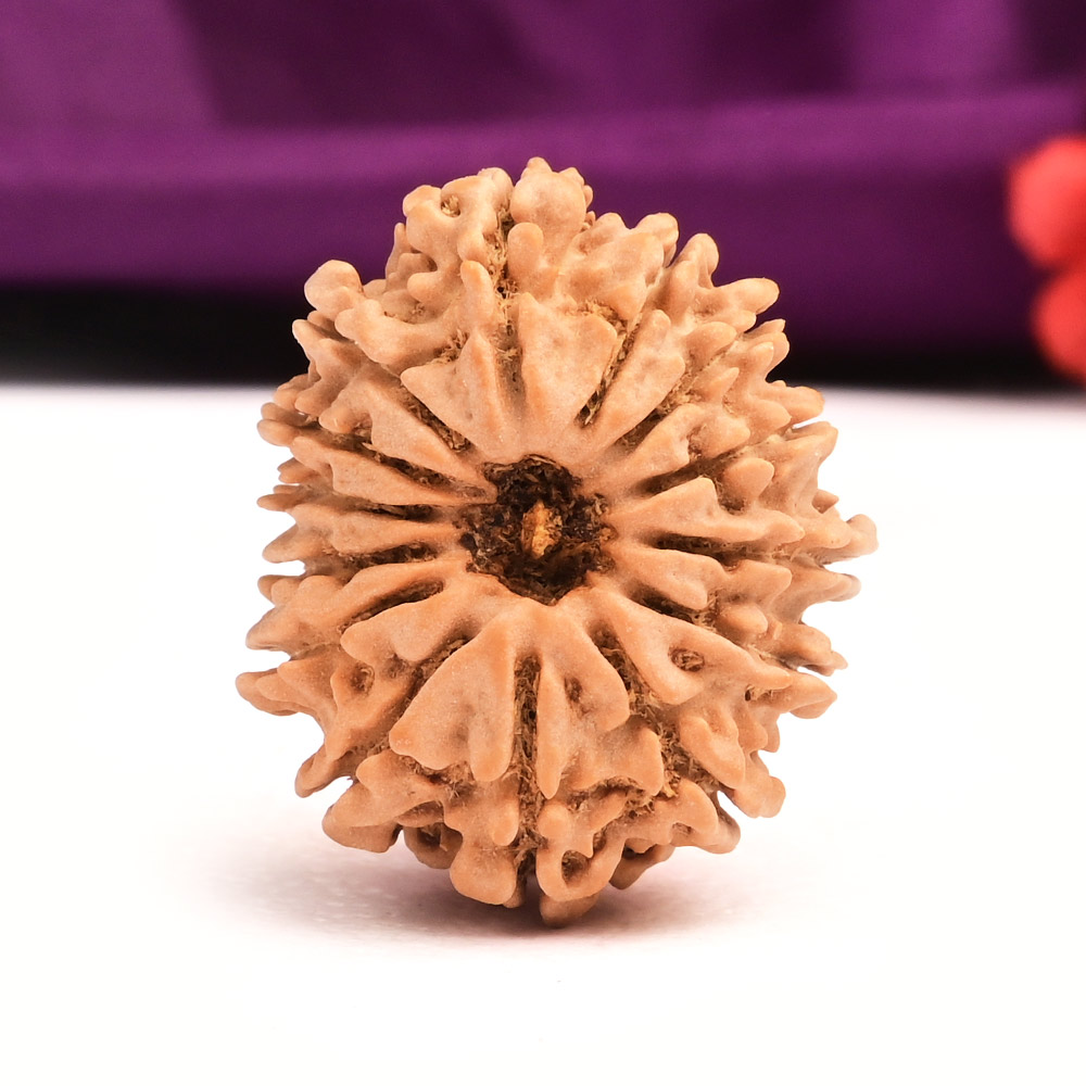 14 Mukhi Nepal-Small