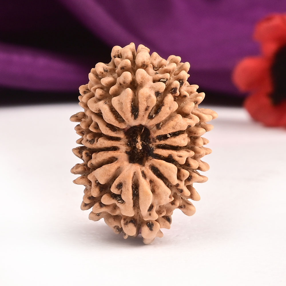 14 Mukhi from Nepal Small - CCVIII