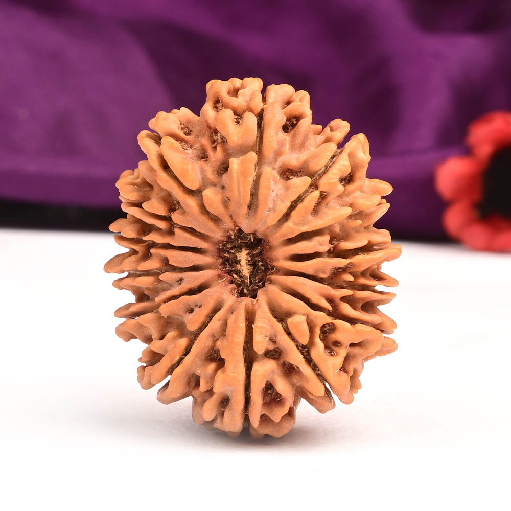 Super Collector 14 Mukhi - XXII