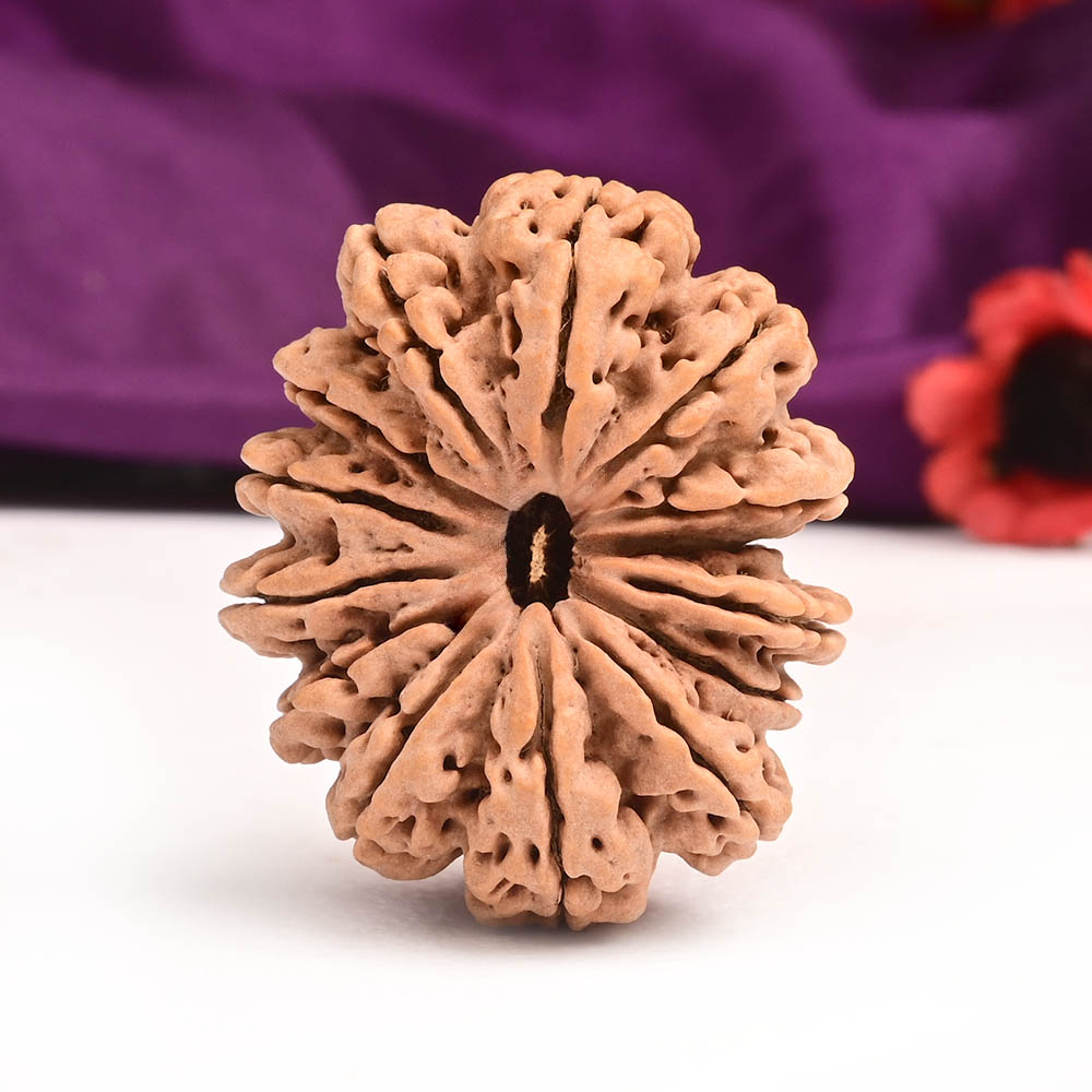 Super Collector 14 Mukhi - XXIV