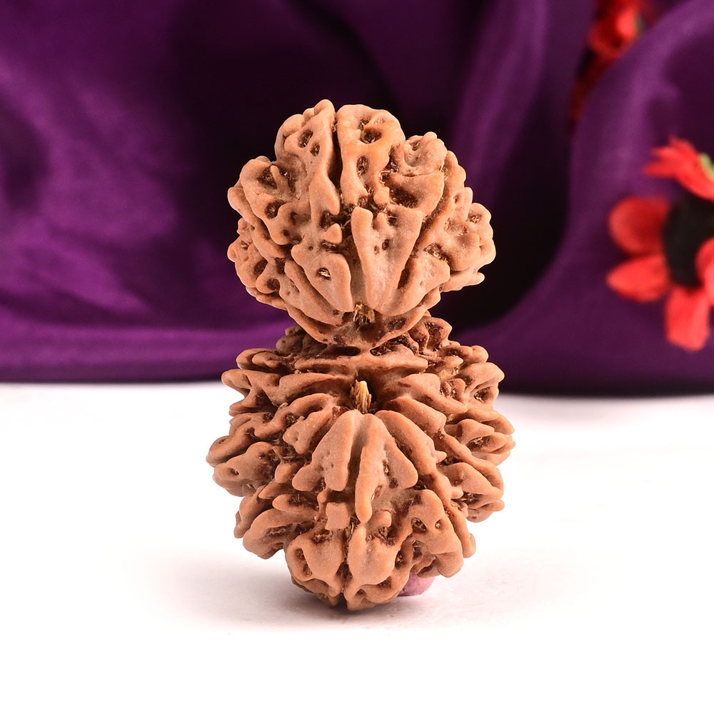 15 Mukhi-Gaurishankar Nepal