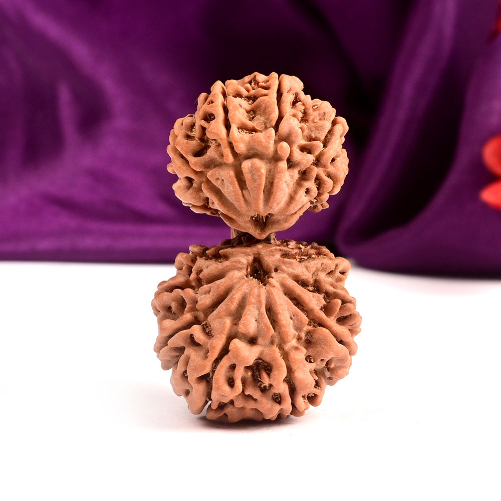 Gauri Shankar 15 Mukhi Large from Nepal - II