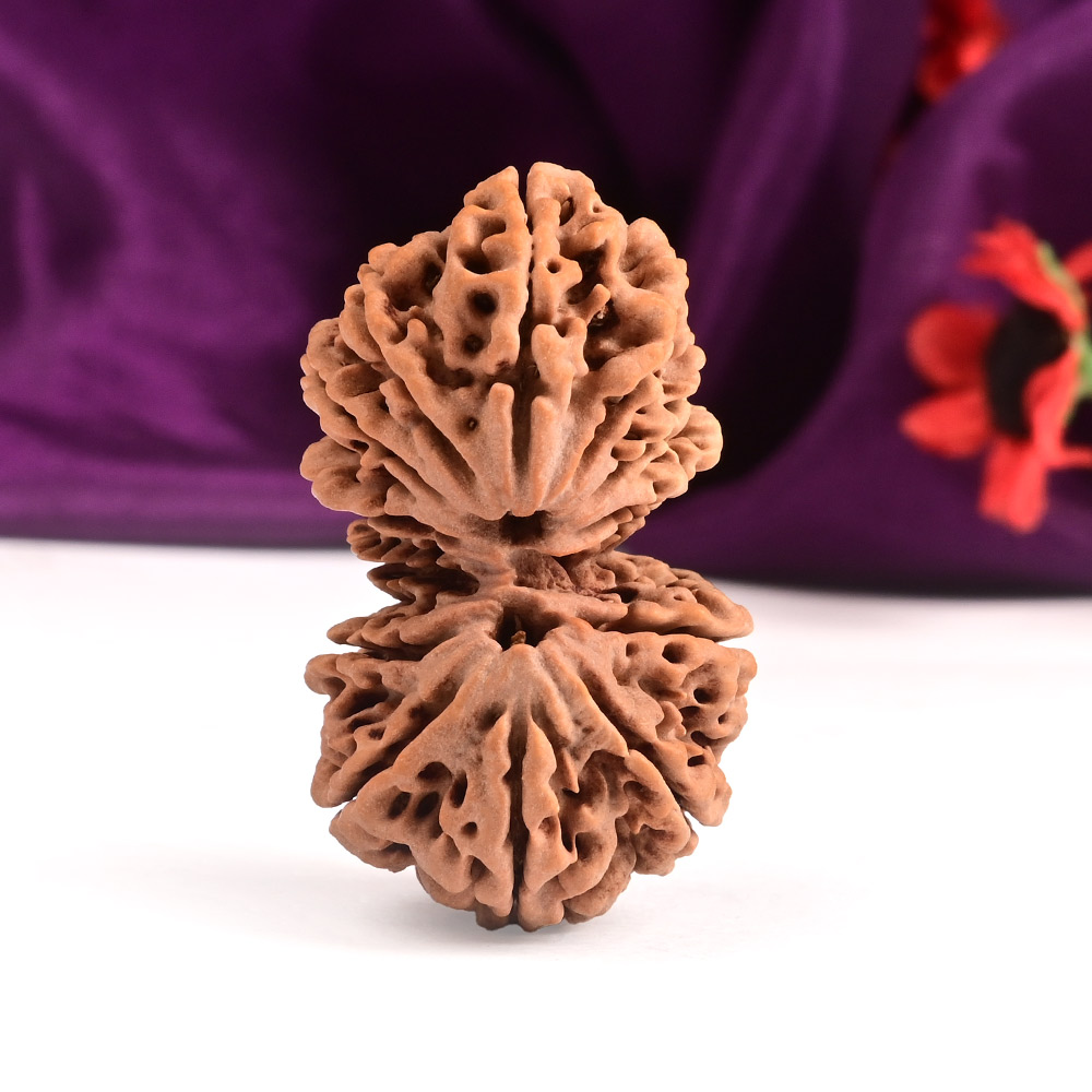 Gauri Shankar 14 Mukhi Large from Nepal - I