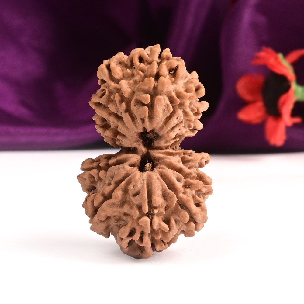 Gauri Shankar 14 Mukhi Large from Nepal - III