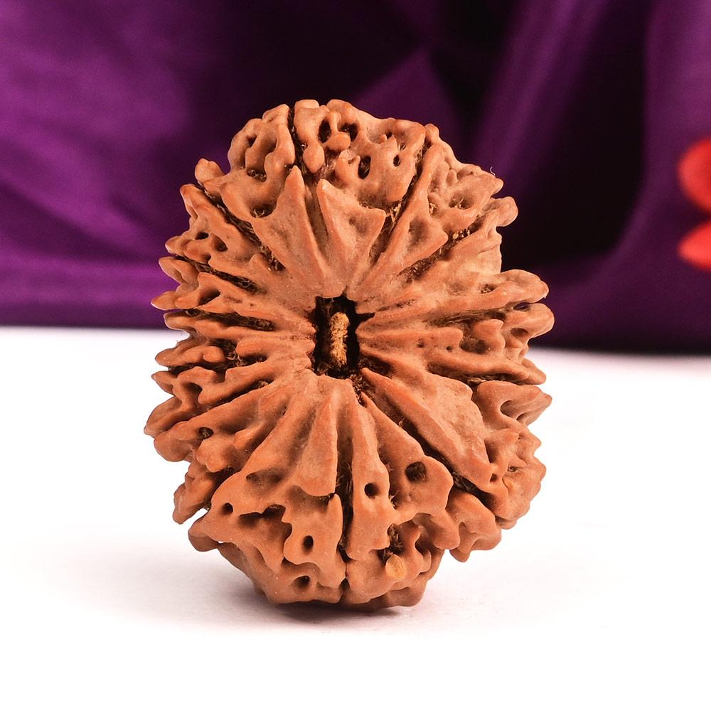 Collector 13 Mukhi from Nepal - CVIII