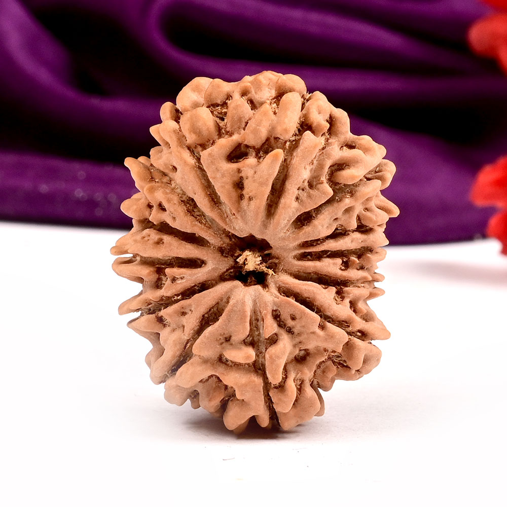 Collector 13 Mukhi from Nepal - CX