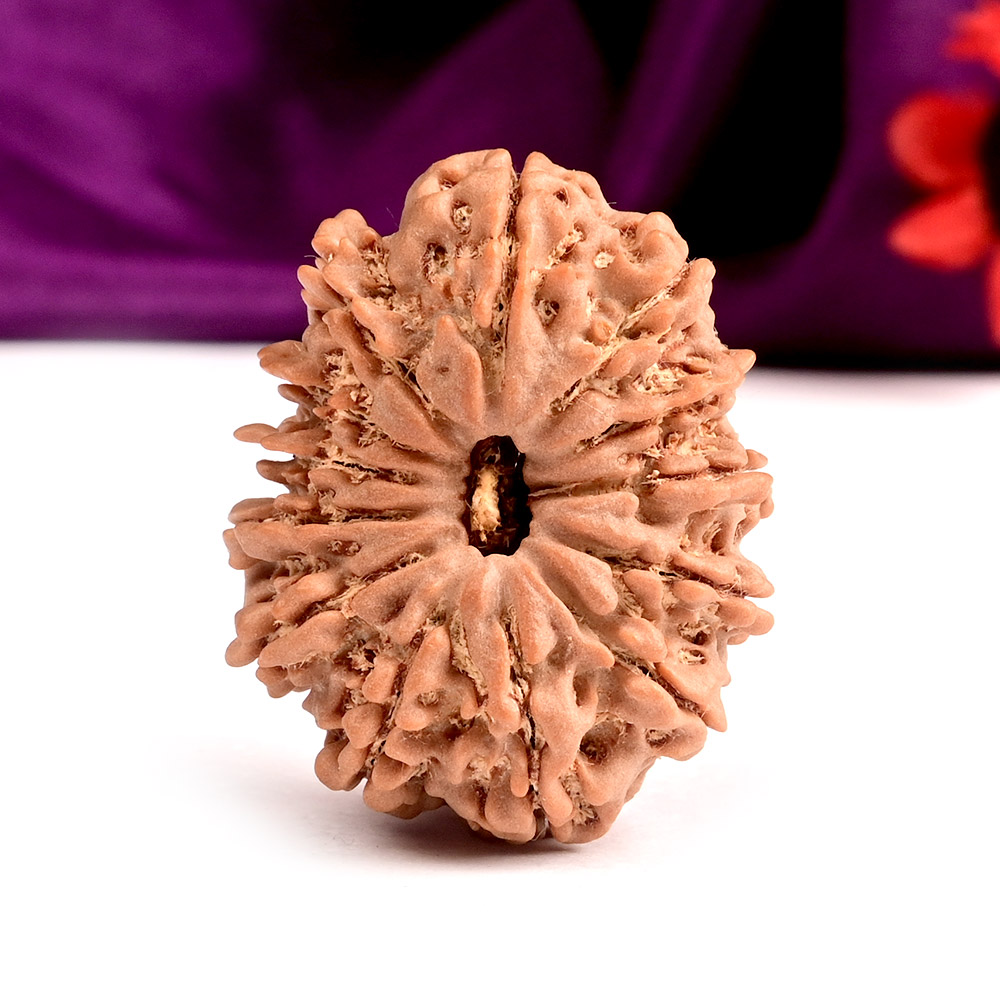 Collector 13 Mukhi from Nepal - CXI