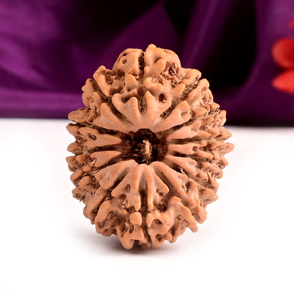 13 Mukhi from Nepal Large - CXXXIII