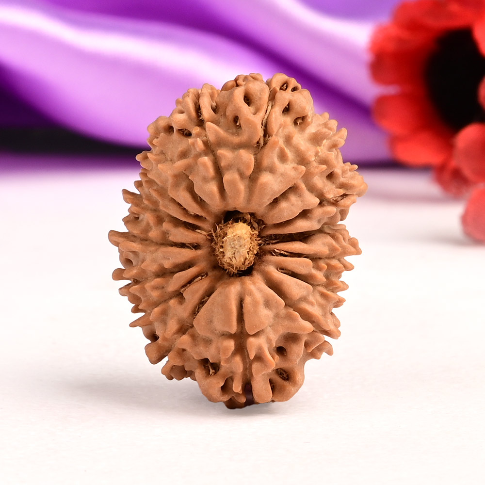 16 Mukhi from Nepal Small - VIII