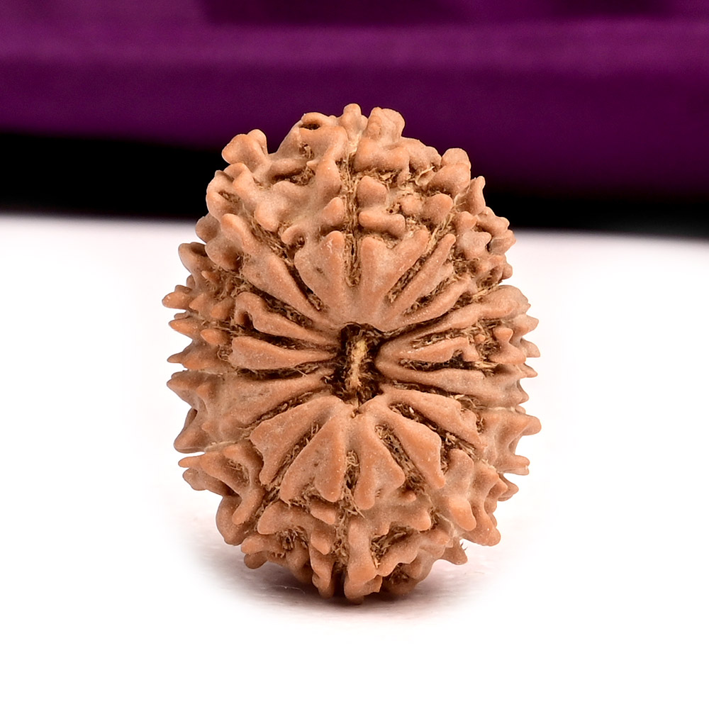 16 Mukhi Nepal -Small