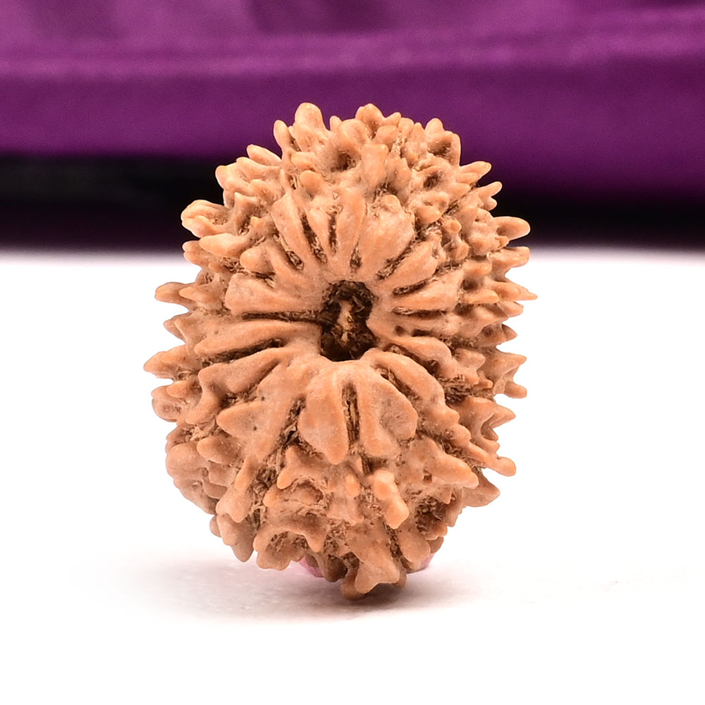 15 Mukhi Nepal -Small