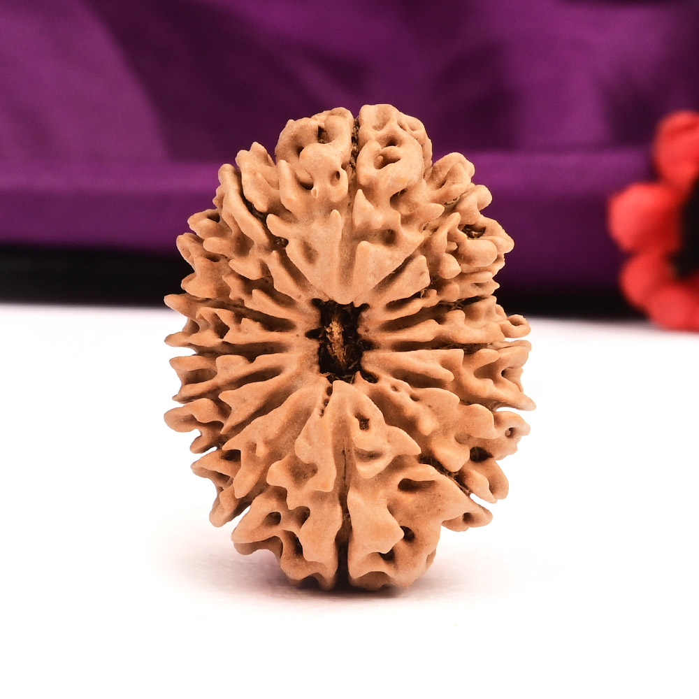 15 Mukhi Nepal -Collector