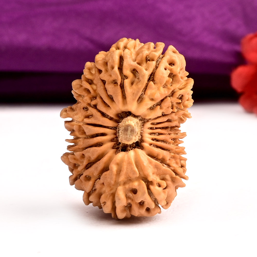 20 Mukhi from Nepal Large - I