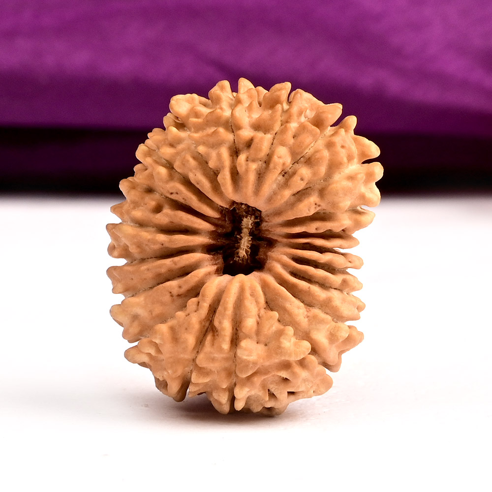 20 Mukhi from Nepal Small - I