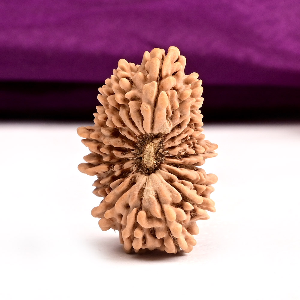 18 Mukhi from Nepal - CLIX